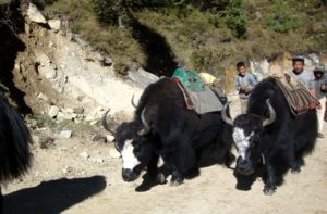 Sherpa lifestyle - wow adventurous lifestyle of a Sherpa, Khumbu, Himalayas