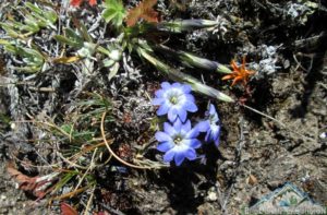 What flowers grow on Mount Everest region see the picture of flowers found on mount Everest base camp trek
