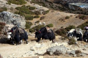 Yak Caravan - Yaks in the Himalayas, Nepal, Asia