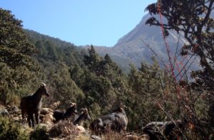 List of Animals found on Mount Everest area of the Himalayas